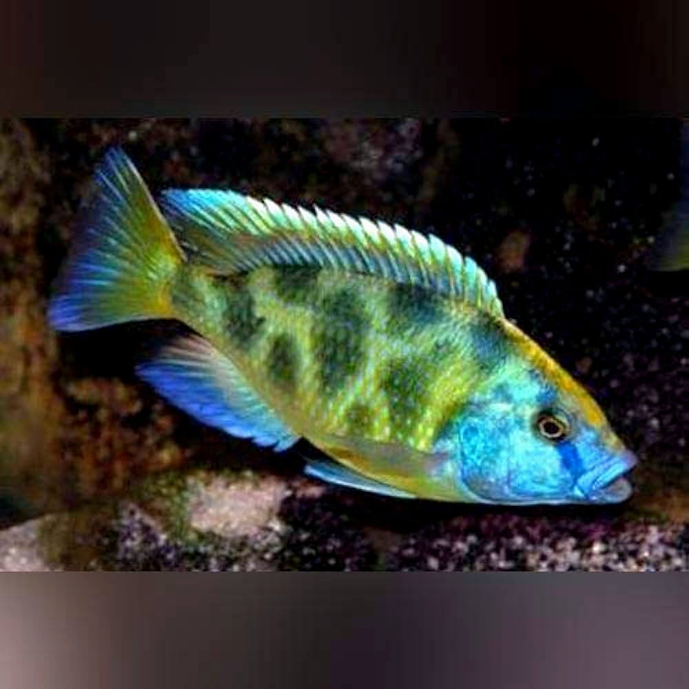 Venustus (Aulonacara) African Cichlid  High Grade