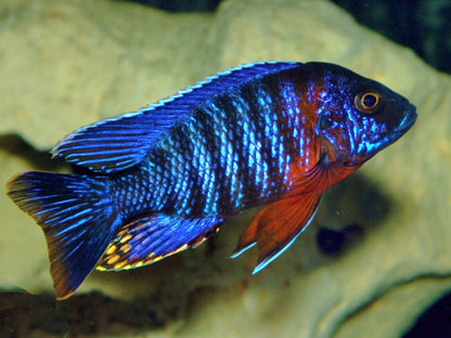 Red Shoulder Peacock (Aulonacara) African Cichlid  High Grade