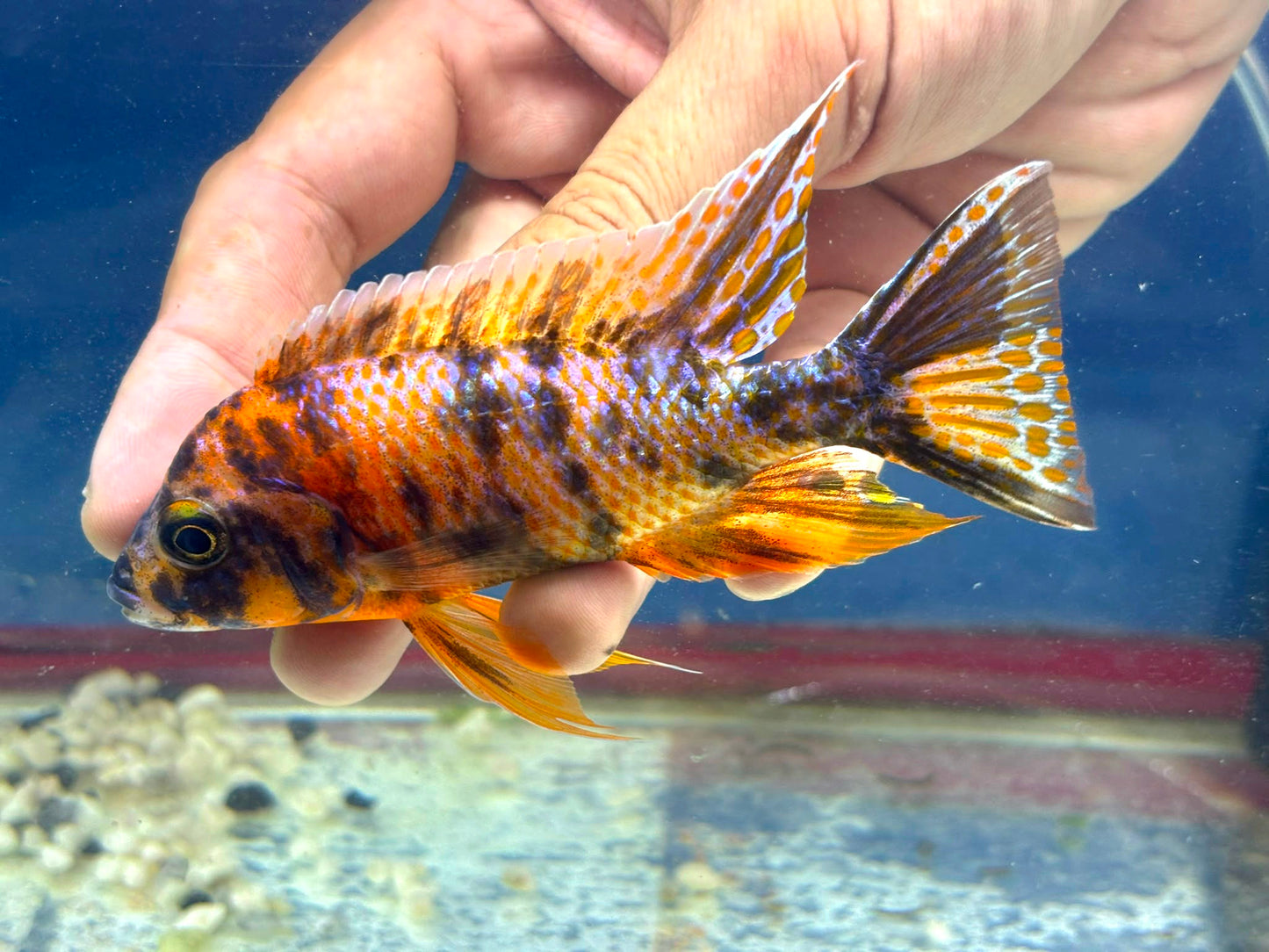 Orange OB Peacock (Aulonacara) African Cichlid  High Grade