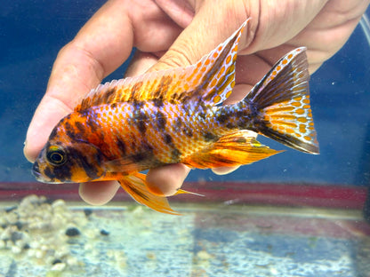 Orange OB Peacock (Aulonacara) African Cichlid  High Grade