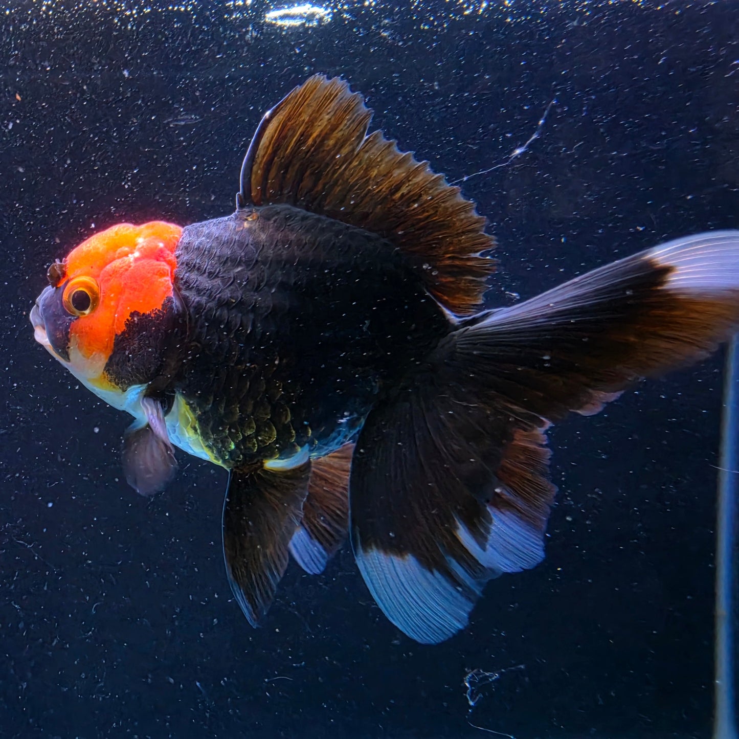RARE - Premium Thai Fancy Oranda (Male Black Body Red Cap) 2.5" Body – | Exact Fish