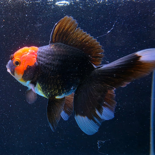 RARE - Premium Thai Fancy Oranda (Male Black Body Red Cap) 2.5" Body – | Exact Fish