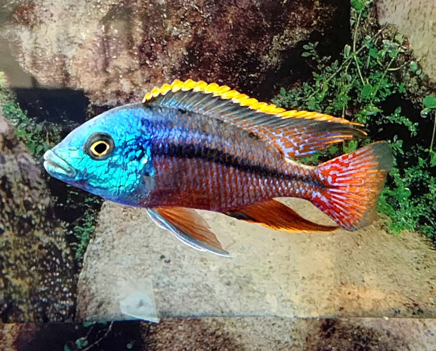 Red Empress (Aulonacara) African Cichlid  High Grade