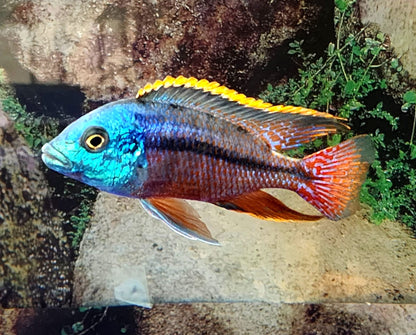 Red Empress (Aulonacara) African Cichlid  High Grade