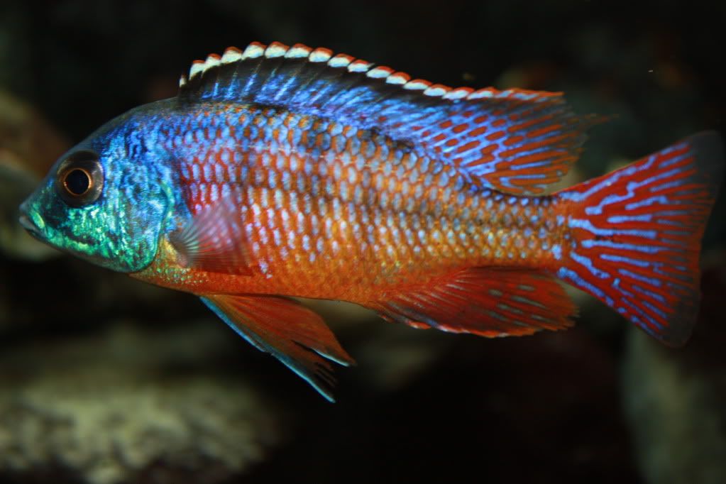 Red Empress (Aulonacara) African Cichlid  High Grade