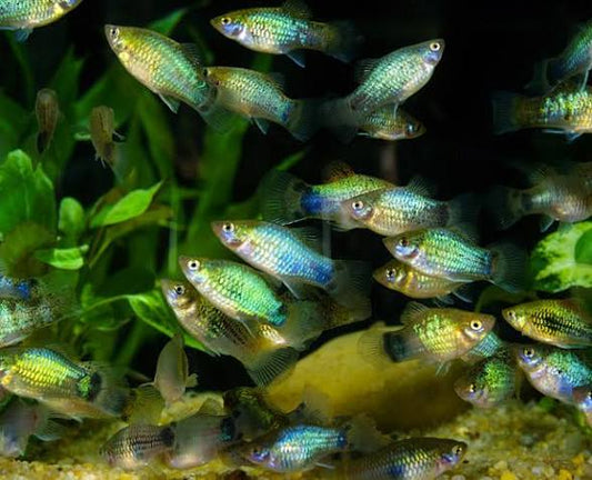PLATIES - NEON CRESCENT PLATY