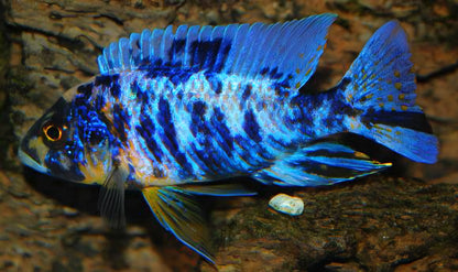 Blue OB Peacock (Aulonacara) African Cichlid  High Grade