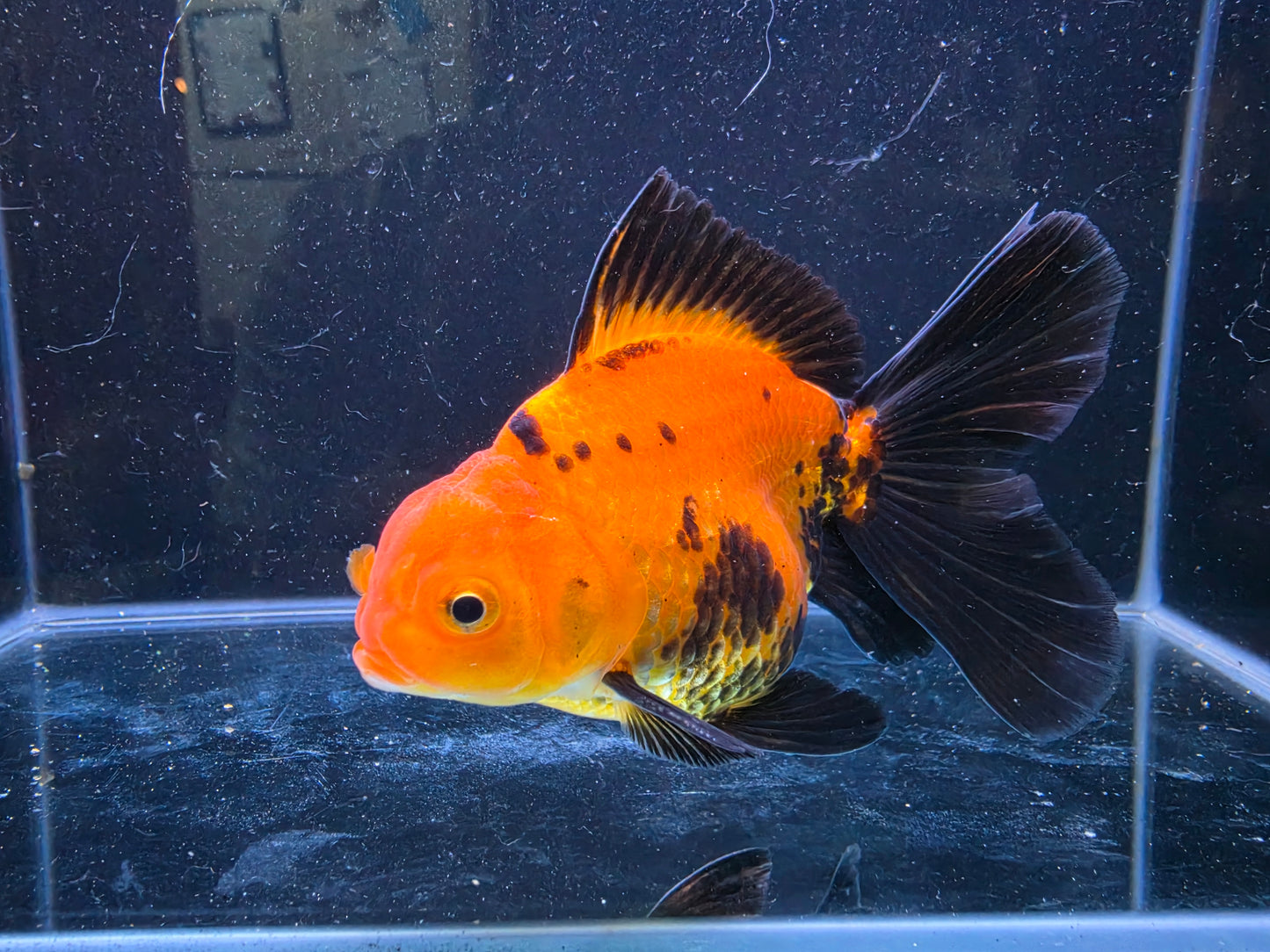 Premium Thai Fancy Oranda (Male Apache) 3" Body – | Exact Fish