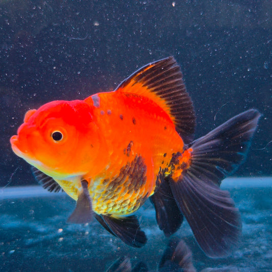 Premium Thai Fancy Oranda (Male Apache) 3" Body – | Exact Fish