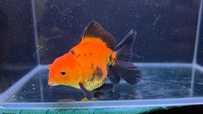 Premium Thai Fancy Oranda (Male Apache) 3" Body – | Exact Fish