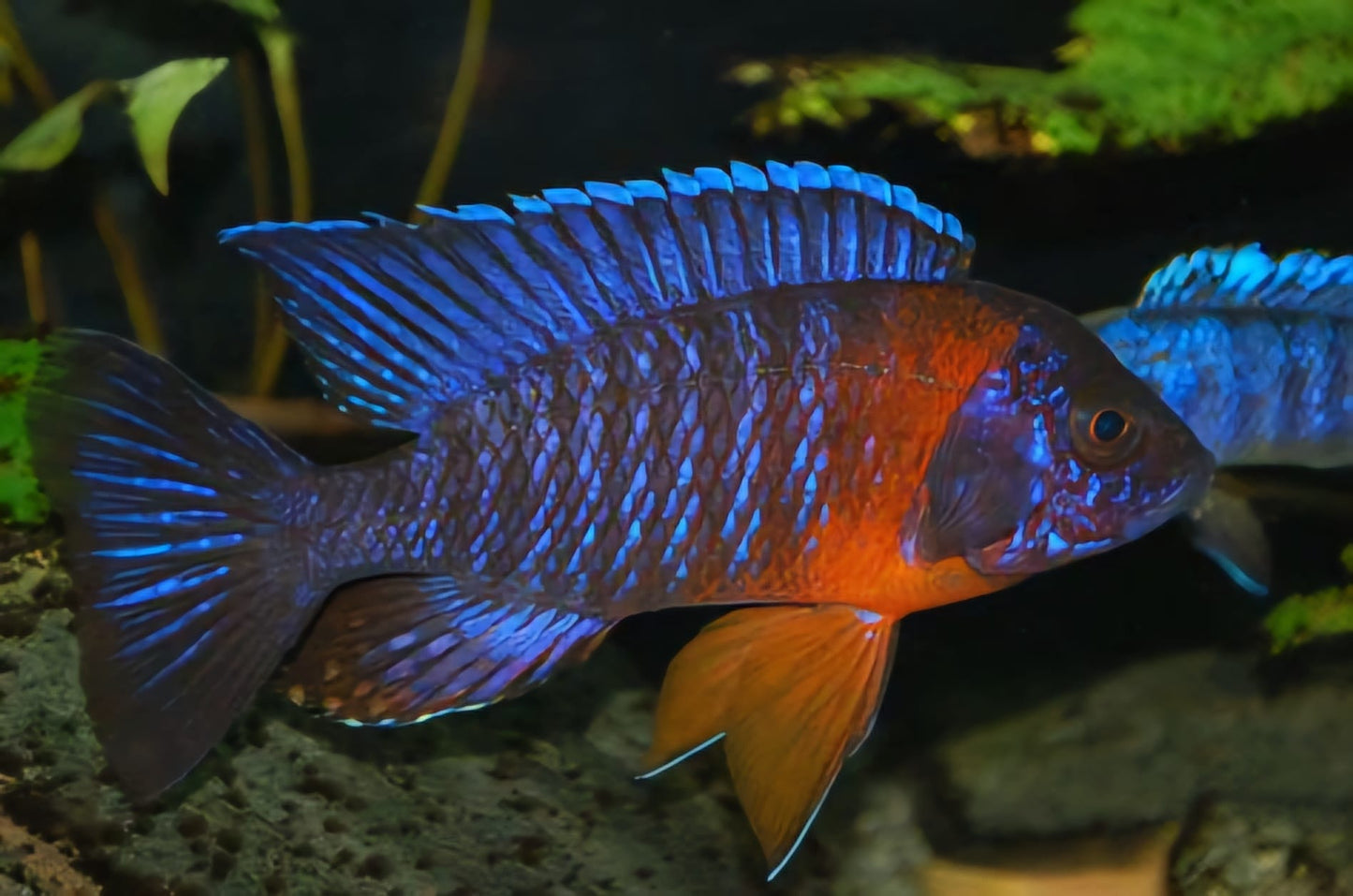 Red Shoulder Peacock (Aulonacara) African Cichlid  High Grade