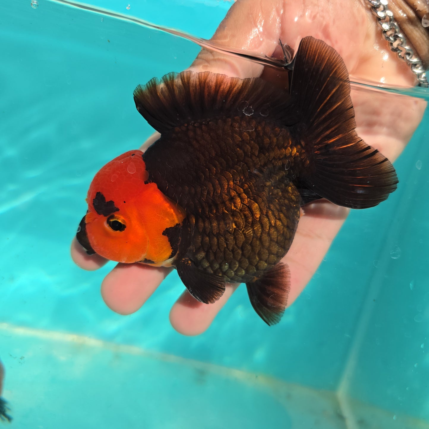 Premium Thai Apache Oranda Goldfish – Live Fancy Goldfish | Seller’s Choice