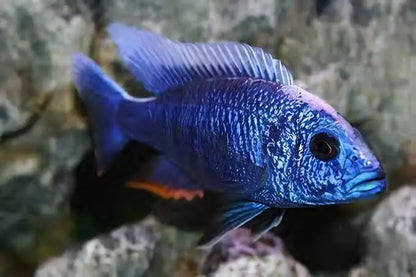Blue Peacock (Aulonacara) African Cichlid  High Grade