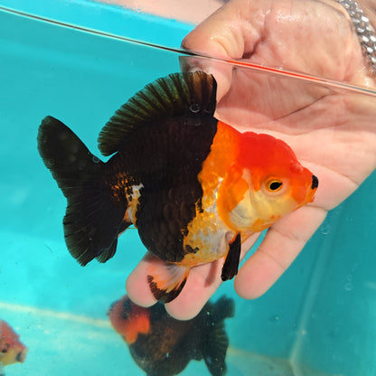 Premium Thai Apache Oranda Goldfish – Live Fancy Goldfish | Seller’s Choice