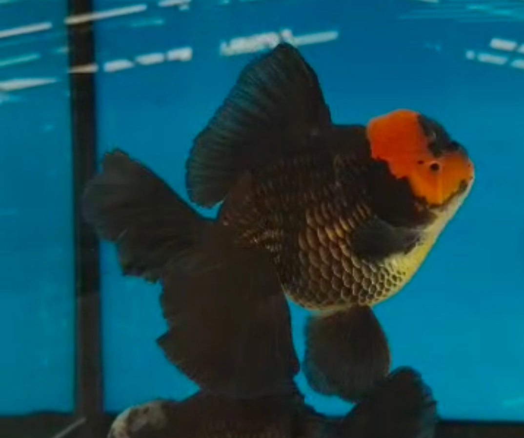 Premium Thai Apache Oranda Goldfish – Live Fancy Goldfish | Seller’s Choice