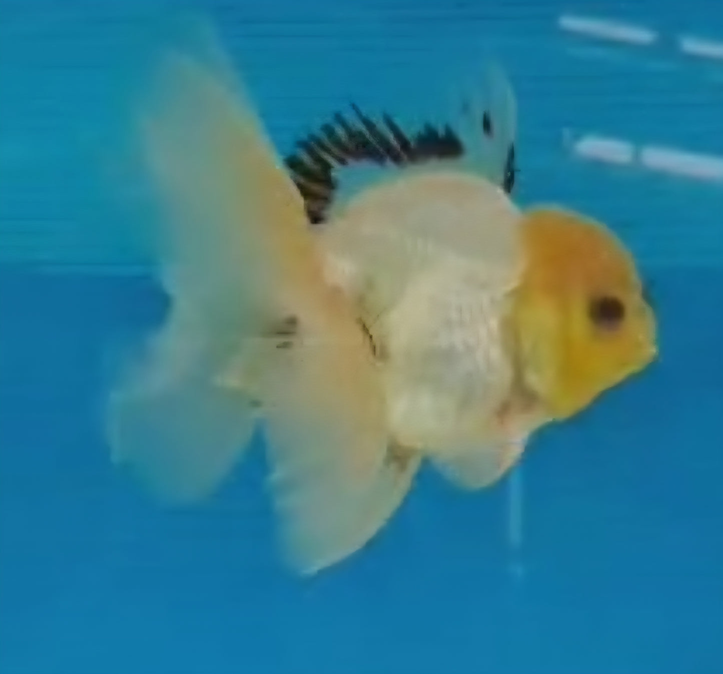 Premium Thai Panda Oranda Goldfish – Live Fancy Goldfish | Seller’s Choice