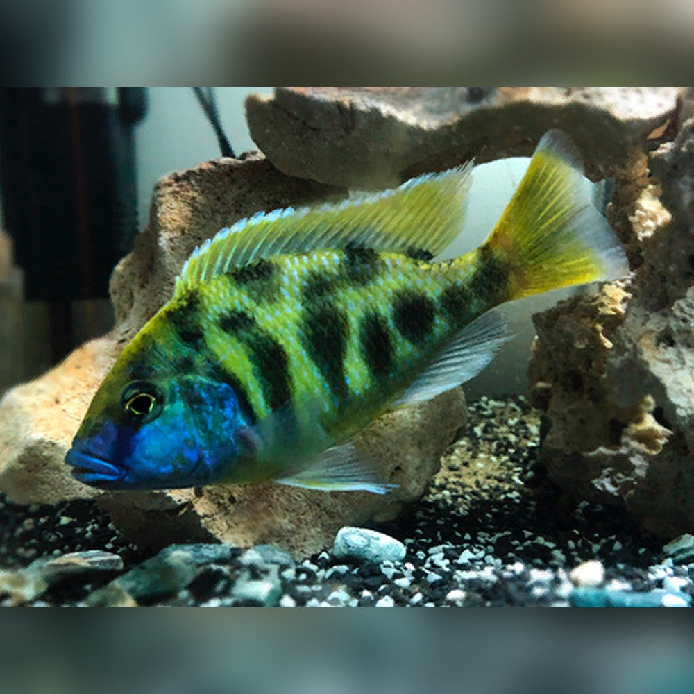 Venustus (Aulonacara) African Cichlid  High Grade