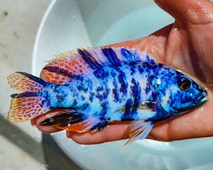 Blue OB Peacock (Aulonacara) African Cichlid  High Grade