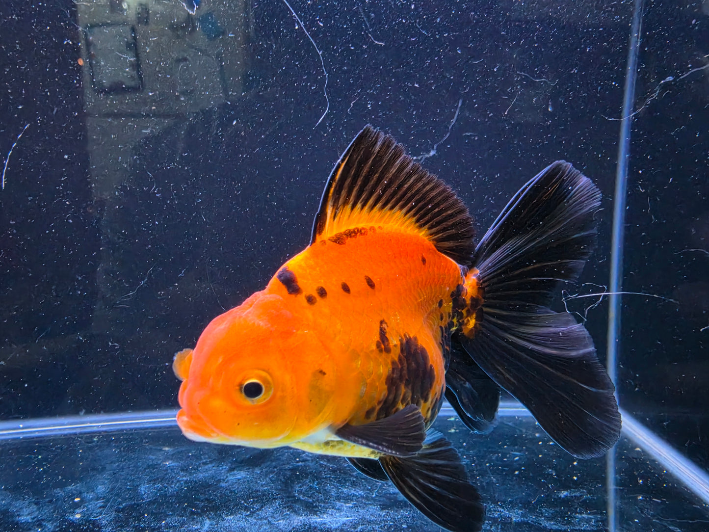Premium Thai Fancy Oranda (Male Apache) 3" Body – | Exact Fish
