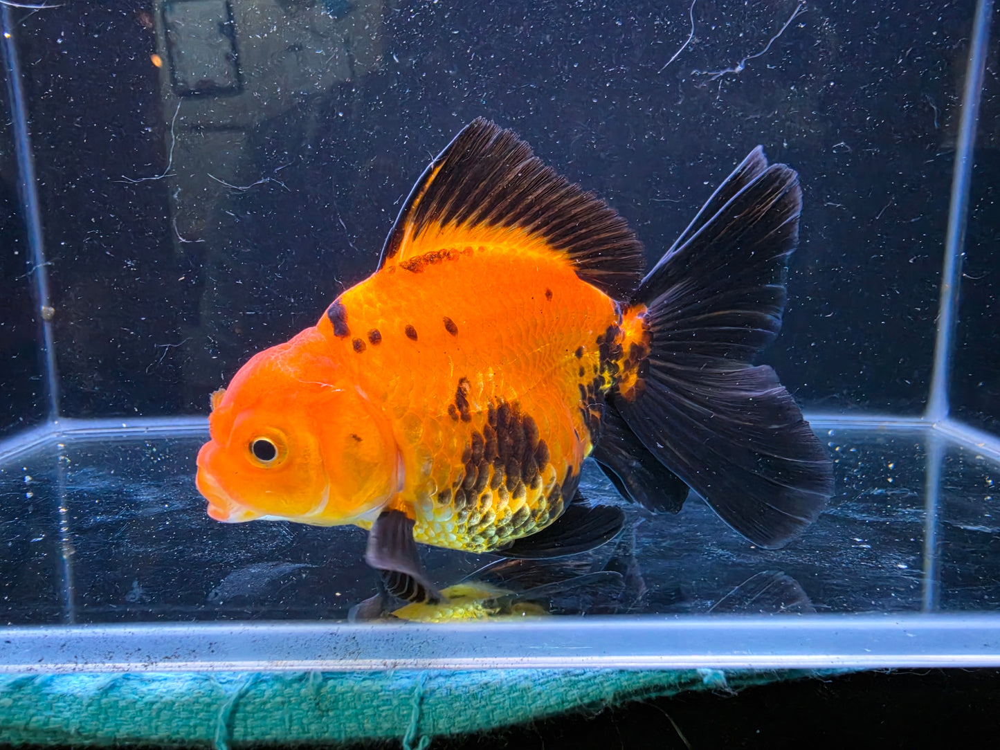 Premium Thai Fancy Oranda (Male Apache) 3" Body – | Exact Fish