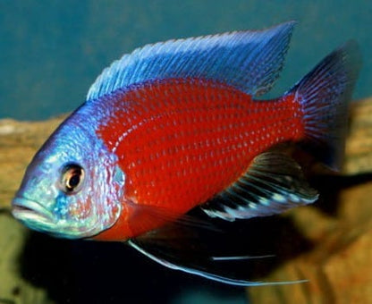 Red Kadango Peacock (Aulonacara) African Cichlid  High Grade