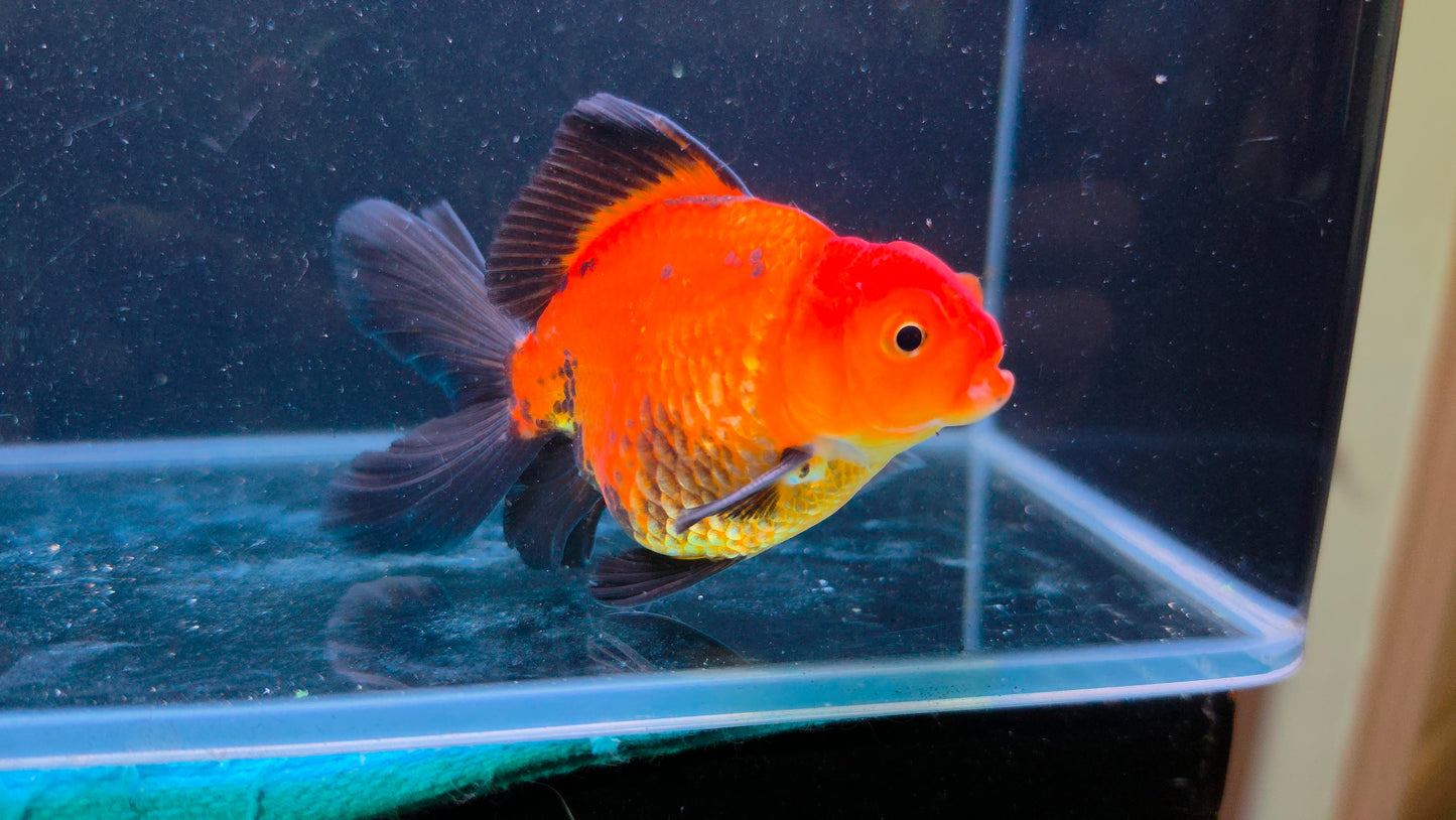 Premium Thai Fancy Oranda (Male Apache) 3" Body – | Exact Fish