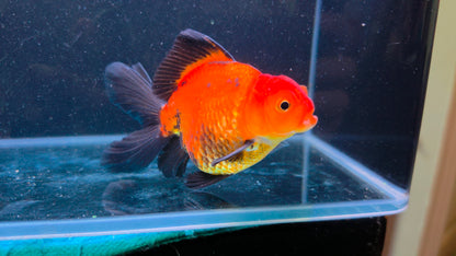 Premium Thai Fancy Oranda (Male Apache) 3" Body – | Exact Fish