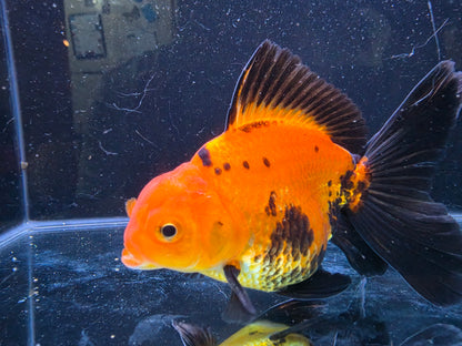 Premium Thai Fancy Oranda (Male Apache) 3" Body – | Exact Fish