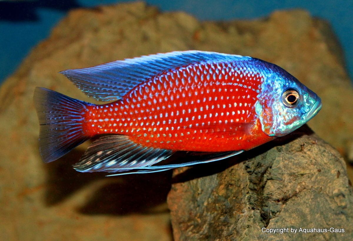 Red Kadango Peacock (Aulonacara) African Cichlid  High Grade