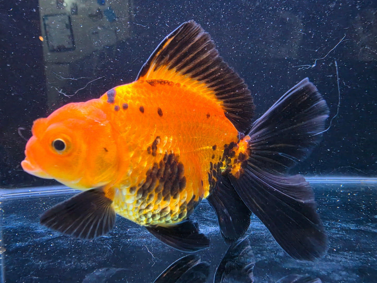 Premium Thai Fancy Oranda (Male Apache) 3" Body – | Exact Fish