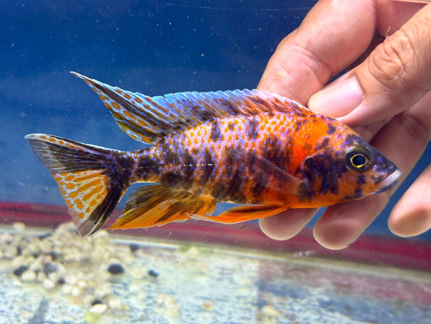 Orange OB Peacock (Aulonacara) African Cichlid  High Grade