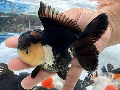 Premium Thai Panda Oranda Goldfish – Live Fancy Goldfish | Seller’s Choice