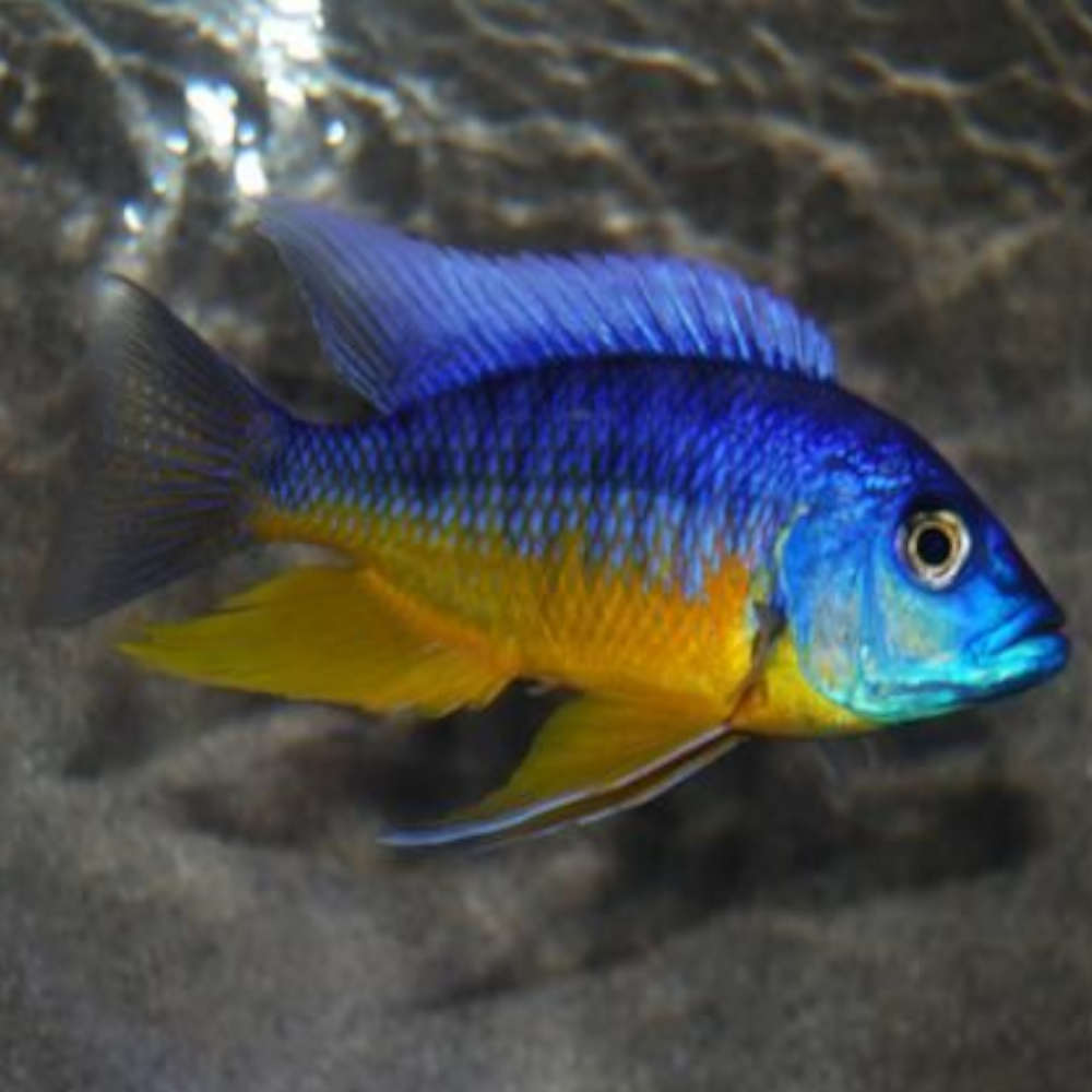 Tanzania (Aulonacara) African Cichlid  High Grade