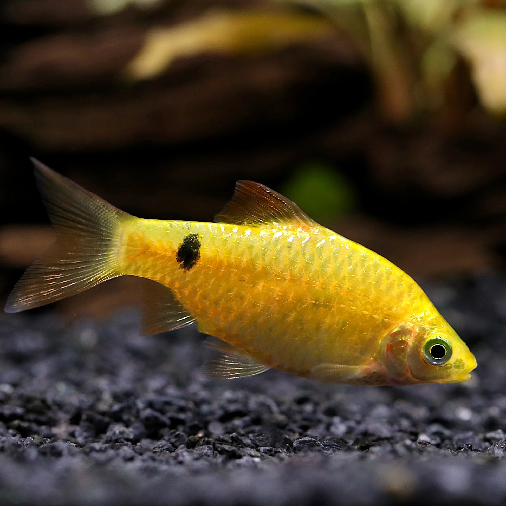 gold rosy barb community fish