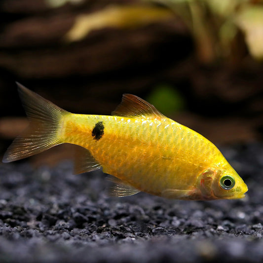 gold rosy barb community fish