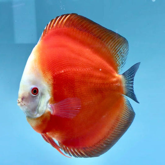 Discus - RED RUBY DISCUS