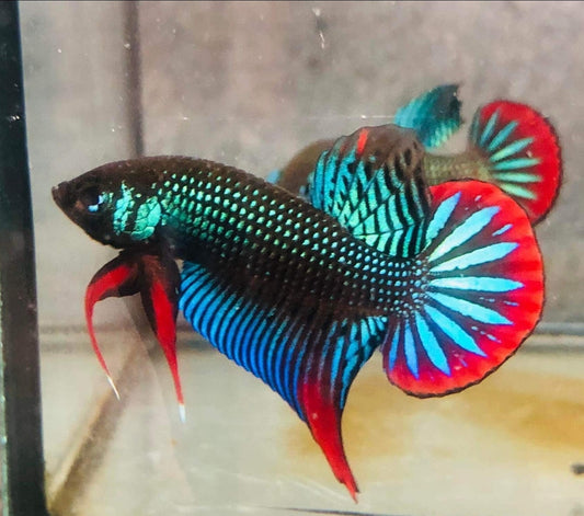 Green Imbellis Red Tail Wild Male Betta (pack of 5)
