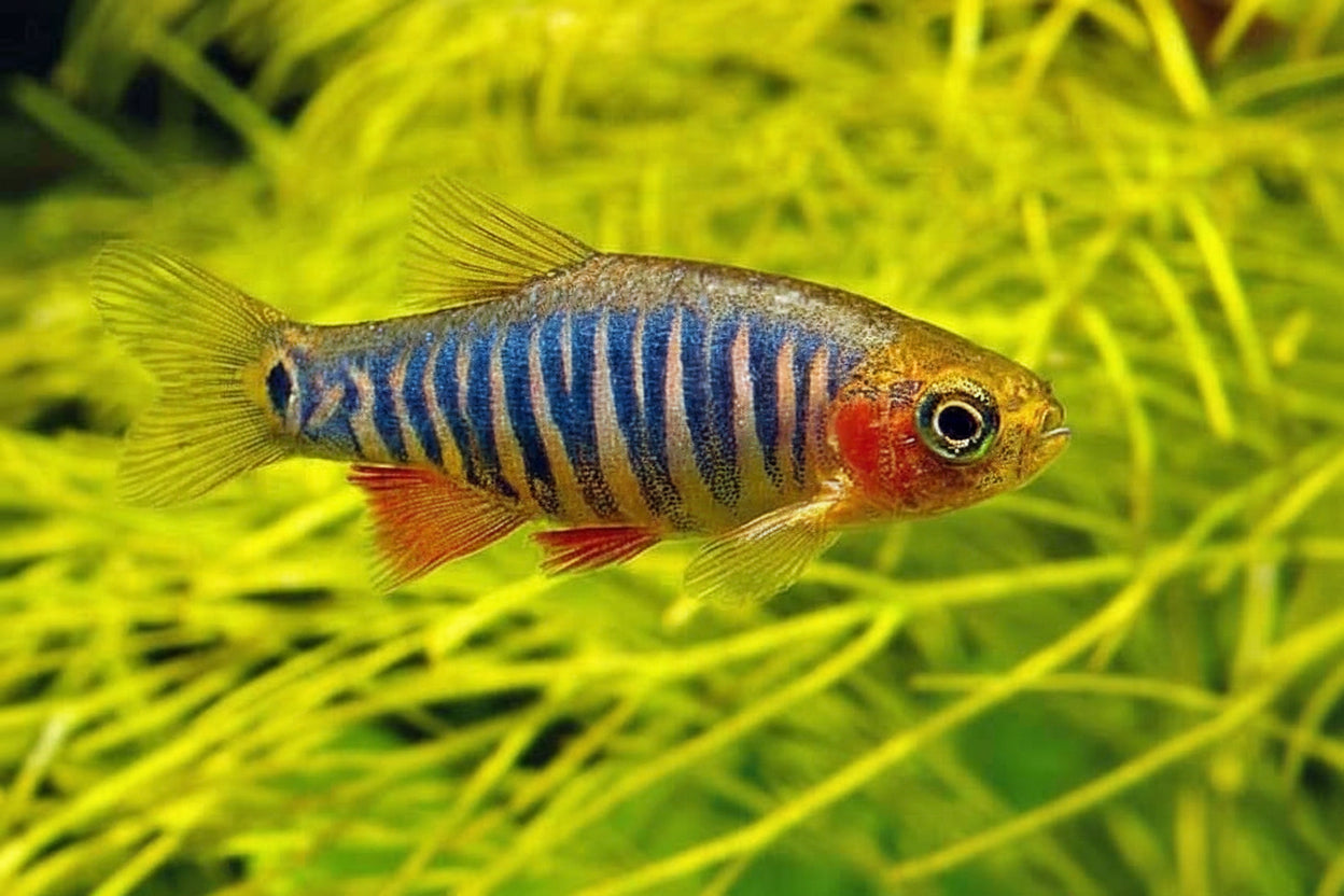 shawensis emerald rasbora