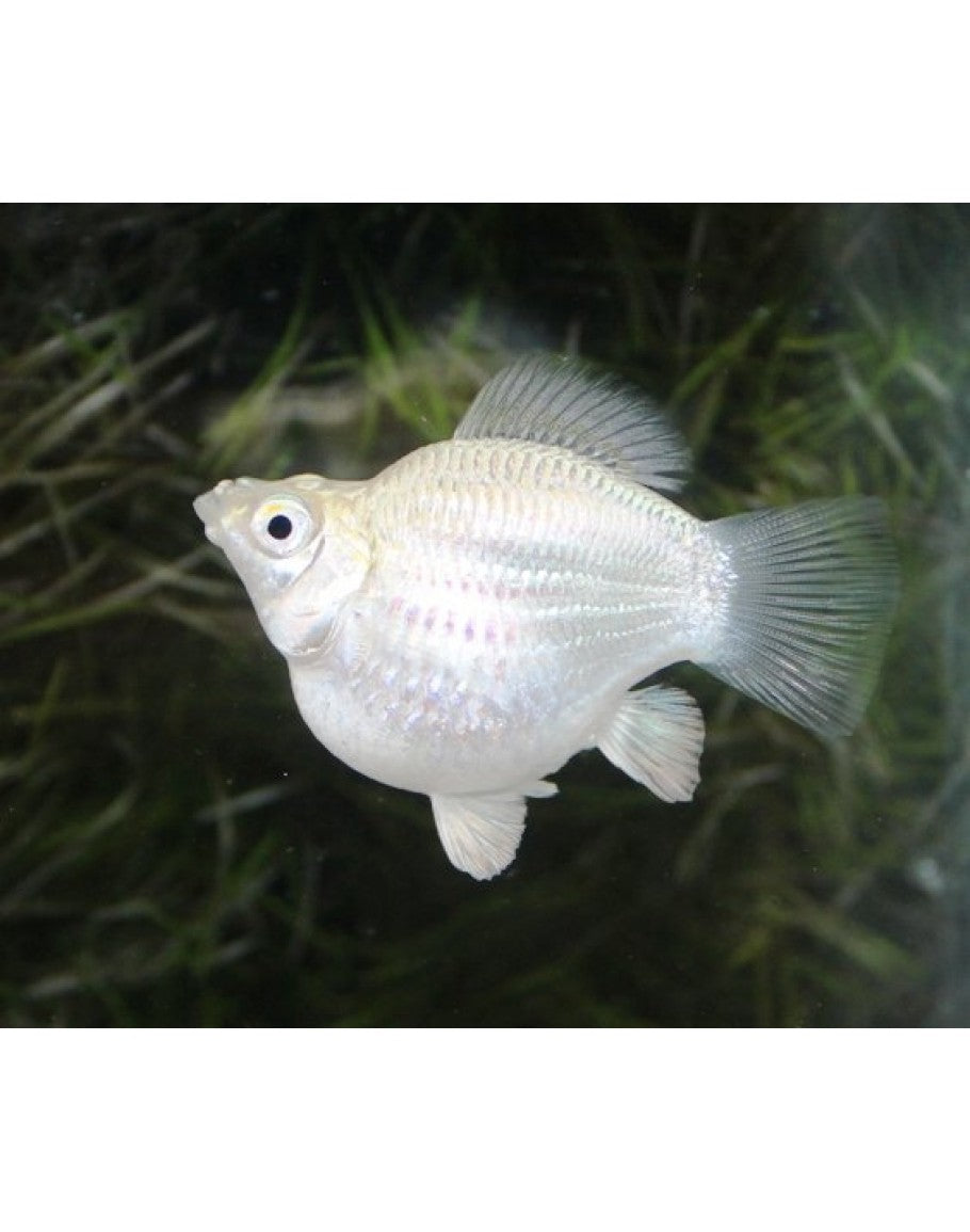 silver balloon molly