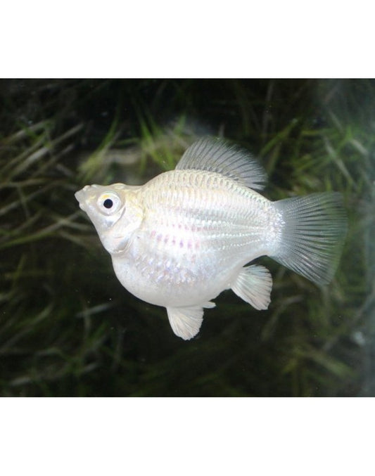 silver balloon molly