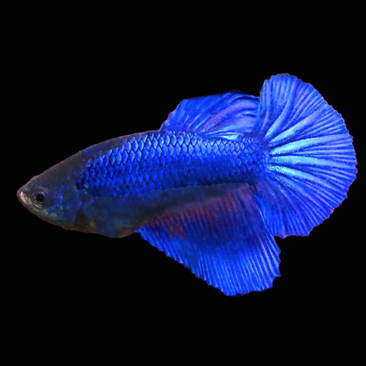 solid blue female betta plakat
