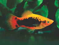 PLATIES - SUNSET TUXEDO PLATY