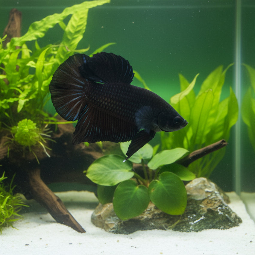 super black giant plakat male betta