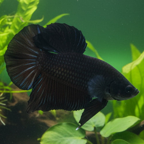 super black giant plakat male betta