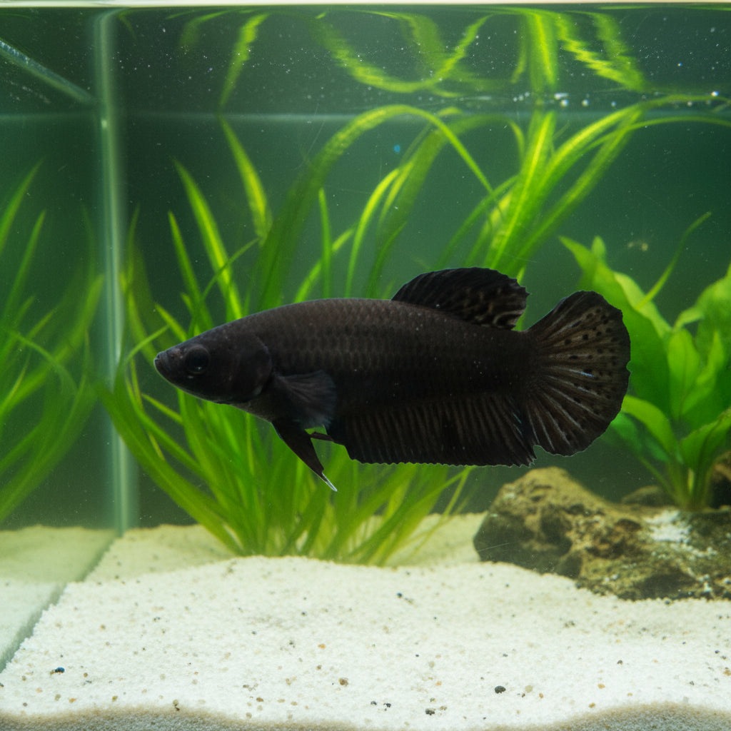super black solid color female betta plakat
