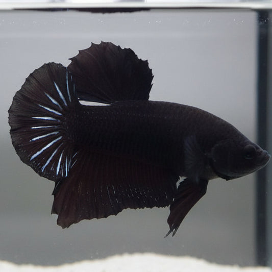 super black solid color plakat male betta