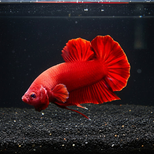 super red giant plakat male betta