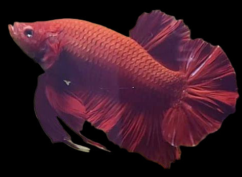 super red giant plakat male betta