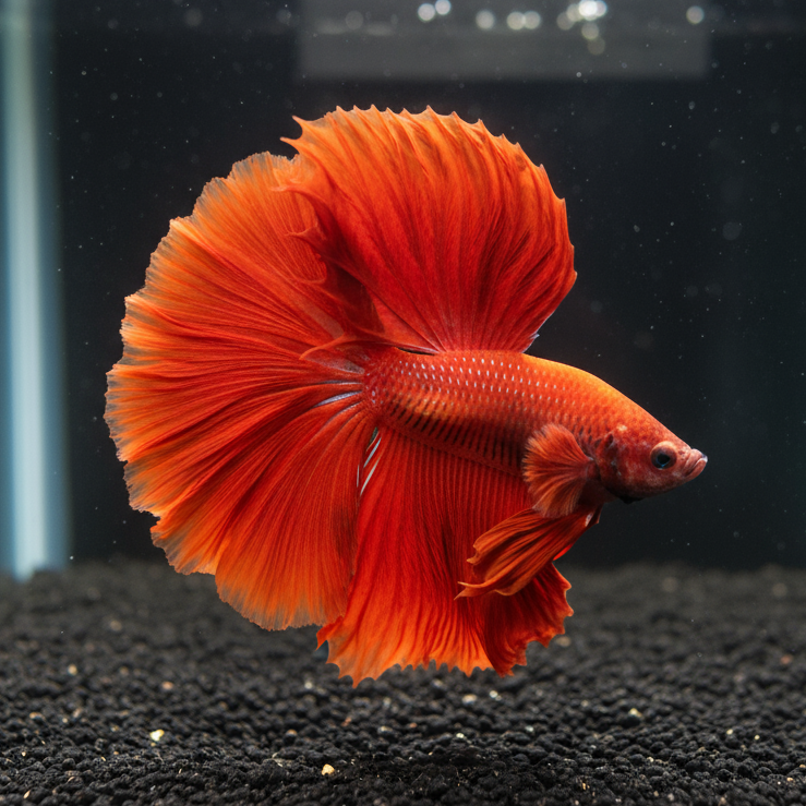 super red halfmoon male betta fish
