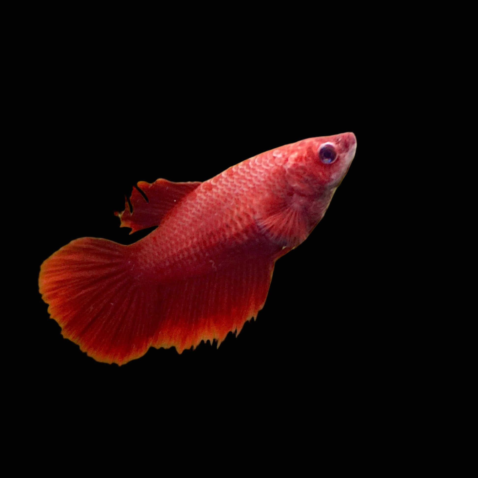 super red solid color female betta plakat
